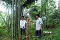 Trồng tre lấy măng giúp nông dân Sơn Phú thoát nghèo