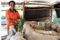 Ninh Thuận phát triển bền vững nghề chăn nuôi gia súc