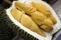 Bình Phước khuyến cáo không trồng giống sầu riêng Musang King