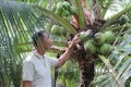 Bến Tre xây dựng chuỗi giá trị cho sản phẩm dừa