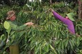 Đắk Lắk khuyến cáo nông dân phục hồi lại vườn cà phê sau thu hoạch
