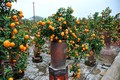 天气反常造成金橘种植户经济损失严重