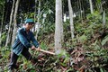 Gần 6.000 đồng bào dân tộc thiểu số ở Lào Cai hưởng lợi nhờ chương trình giảm phát thải từ rừng