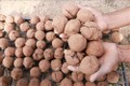 Ninh Thuận ứng dụng “bom hạt giống” tái tạo hệ thực vật vùng khô hạn