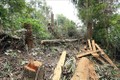 Ngang nhiên tàn phá rừng già Nà Pen
