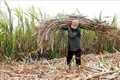 Nông dân Cù Lao Dung Sóc Trăng lao đao vì giá mía thấp kỷ lục