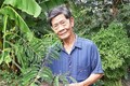 Lão nông Trần Văn Quít làm giàu từ trồng me Thái
