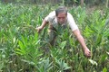 Anh Lê Văn Hoàng trồng rau móp nâng cao thu nhập 