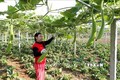 Lào Cai xây dựng chính sách đặc thù phát triển nông nghiệp