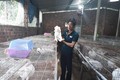 Hiệu quả bất ngờ từ mô hình chăn nuôi tổng hợp của anh Nguyễn Văn Thành