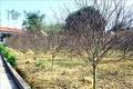 Làng trồng đào Kim Thành phấn khởi được mùa đào Tết