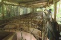 Tiền Giang tiêu hủy gần 1.200 con lợn bị lở mồm long móng