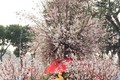 选拔2019河内日本樱花节“樱花亲善大使”