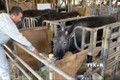 Nhật Bản: Con bò nhân bản vô tính đầu tiên trên thế giới đã qua đời