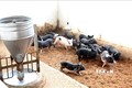 An Giang hỗ trợ gần 3.000 con lợn giống cho người dân tái đàn