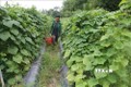 Trà Vinh khuyến khích nông dân đổi cây trồng để tránh khô hạn