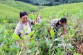 Quảng Ninh hướng tới xóa đói nghèo bền vững cho vùng dân tộc thiểu số và miền núi