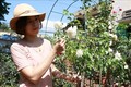 Chị Phan Thị Ngọc Thoa khởi nghiệp thành công từ trồng hoa hồng ngoại