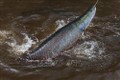 Phát hiện loài cá vùng Amazon có vảy chống lại được răng cá ăn thịt Piranha