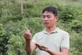Anh Nguyễn Mạnh Thắng nâng giá trị cây chè nhờ mô hình sản xuất sạch