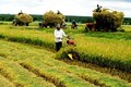 Chính sách đất đai và phát triển nông nghiệp trong bối cảnh hội nhập