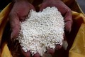 Bắc Ninh tăng giá trị lúa nếp cái hoa vàng