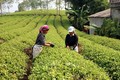 Tuyên Quang “chuyển mình” sau 10 năm xây dựng nông thôn mới