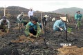 Phú Yên chủ động trồng mới để khắc phục diện tích rừng bị cháy