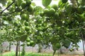 Ninh Thuận mở rộng quy mô trồng táo