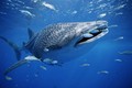 Phát hiện loài sinh vật mới sống trong miệng cá mập voi tại Nhật Bản