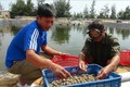 Quảng Bình: Nhân rộng mô hình nuôi ốc hương ở vùng ven biển