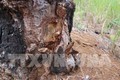 Đắk Nông tạm giữ hình sự 5 đối tượng đầu độc rừng thông