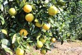 广治省有机橙子种植模式带动农民脱贫致富