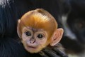 Chú khỉ con thuộc giống hiếm Francois' Langurs chào đời tại vườn thú Australia