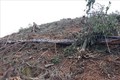 Lâm Đồng: Rừng thông gần 20 năm tuổi lại bị triệt hạ