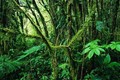 Nghiên cứu hé lộ bí mật của sự cộng sinh giữa các loài ở rừng cận nhiệt đới