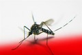 Nghiên cứu thành công phương pháp sinh học tiêu diệt loài muỗi