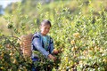 Trồng cây sơn tra cho hiệu quả kinh tế cao ở Bắc Yên
