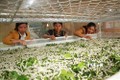 Quảng Nam khuyến khích khôi phục nghề trồng dâu nuôi tằm