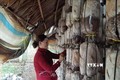 Bà Rịa-Vũng Tàu: Trồng nấm giúp nông dân tăng thu nhập
