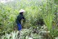 Nông dân ở Tuyên Quang bỏ trồng mía vì hiệu quả thấp