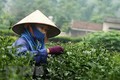今年前10月茶叶出口增长14%以上