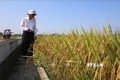 Khuyến khích nông dân sử dụng giống lúa xác nhận để tăng năng suất