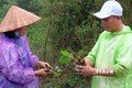 Hòa Bình trồng thử nghiệm cây Paulownia