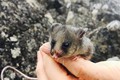 Nỗ lực giải cứu loài chuột túi tí hon đang nguy cấp ở Australia