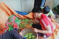 Trồng cây sơn tra giúp đồng bào vùng cao ở Yên Bái tăng thu nhập