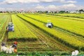 越南农业应注重朝着更深层更专业方向发展