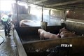 Hơn 5 tỷ đồng hỗ trợ thiệt hại do dịch tả lợn châu Phi