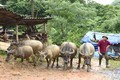 Nghệ An: Băng giá xuất hiện, chú ý bảo vệ đàn gia súc khu vực miền núi