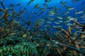 Lượng ôxy đại dương sụt giảm đe dọa các loài sinh vật biển